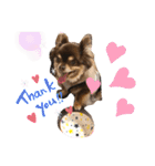 Chihuahua's Song ソラとリズ⑤（個別スタンプ：16）