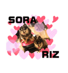 Chihuahua's Song ソラとリズ⑤（個別スタンプ：17）