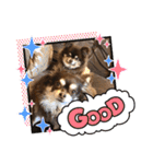 Chihuahua's Song ソラとリズ⑤（個別スタンプ：18）