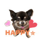 Chihuahua's Song ソラとリズ⑤（個別スタンプ：23）
