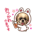 愛犬スタンプちゃい（個別スタンプ：1）