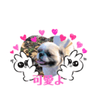 愛犬スタンプちゃい（個別スタンプ：7）