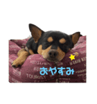 チワワ まめすけ Ver2（個別スタンプ：1）