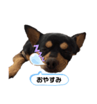 チワワ まめすけ Ver2（個別スタンプ：5）