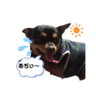 チワワ まめすけ Ver2（個別スタンプ：6）