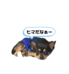チワワ まめすけ Ver2（個別スタンプ：14）