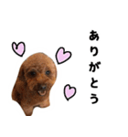 愛しのちょこぴー（個別スタンプ：4）