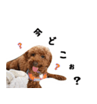 愛しのちょこぴー（個別スタンプ：6）