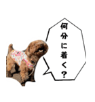 愛しのちょこぴー（個別スタンプ：8）