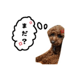 愛しのちょこぴー（個別スタンプ：11）
