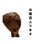 愛しのちょこぴー（個別スタンプ：13）