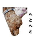 愛しのちょこぴー（個別スタンプ：15）