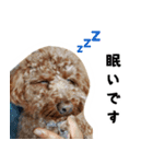 愛しのちょこぴー（個別スタンプ：16）