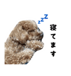 愛しのちょこぴー（個別スタンプ：17）