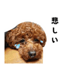 愛しのちょこぴー（個別スタンプ：19）