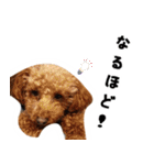 愛しのちょこぴー（個別スタンプ：21）