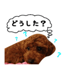 愛しのちょこぴー（個別スタンプ：22）