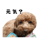 愛しのちょこぴー（個別スタンプ：23）