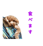愛しのちょこぴー（個別スタンプ：27）