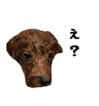 愛しのちょこぴー（個別スタンプ：31）