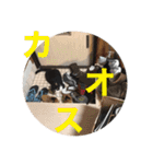 風太郎④（個別スタンプ：1）