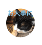風太郎④（個別スタンプ：17）