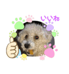 プードル琥珀くん2（個別スタンプ：2）
