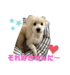 プードル琥珀くん2（個別スタンプ：4）