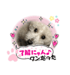 プードル琥珀くん2（個別スタンプ：8）
