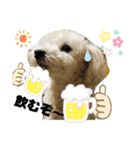 プードル琥珀くん2（個別スタンプ：10）