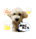 プードル琥珀くん2（個別スタンプ：11）
