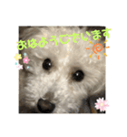 プードル琥珀くん2（個別スタンプ：15）