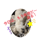 プードル琥珀くん2（個別スタンプ：20）