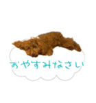 トイプーのくぅちゃん1（個別スタンプ：7）