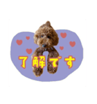 トイプーのくぅちゃん1（個別スタンプ：8）