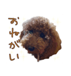 トイプーのくぅちゃん1（個別スタンプ：9）