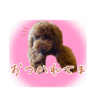 トイプーのくぅちゃん1（個別スタンプ：10）
