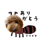 トイプーのくぅちゃん1（個別スタンプ：11）