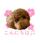 トイプーのくぅちゃん1（個別スタンプ：12）