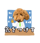 トイプーのくぅちゃん1（個別スタンプ：15）