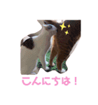 ピー助とゆかいななかまたち（個別スタンプ：4）