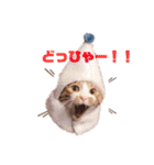 ピー助とゆかいななかまたち（個別スタンプ：11）