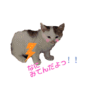 ピー助とゆかいななかまたち（個別スタンプ：14）