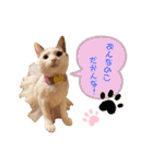 ピー助とゆかいななかまたち（個別スタンプ：19）