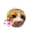 ピー助とゆかいななかまたち（個別スタンプ：25）