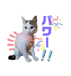 ピー助とゆかいななかまたち（個別スタンプ：26）