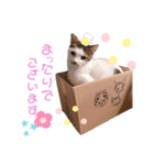 ピー助とゆかいななかまたち（個別スタンプ：31）