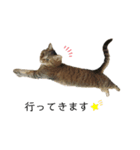 キジトラのぎゅったん（個別スタンプ：5）