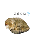 キジトラのぎゅったん（個別スタンプ：21）