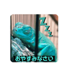 ブルーイグアナのベイちゃん①（個別スタンプ：3）